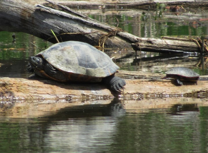 Cooter - Painted Turtle Combo